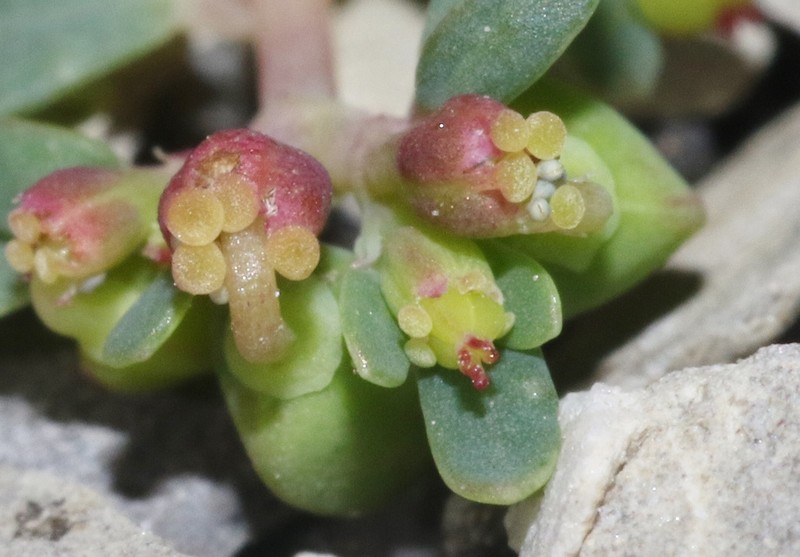 Euphorbia cryptorubra photo 4