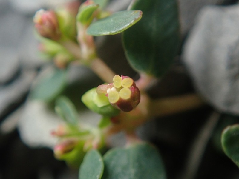 Euphorbia cryptorubra photo 5