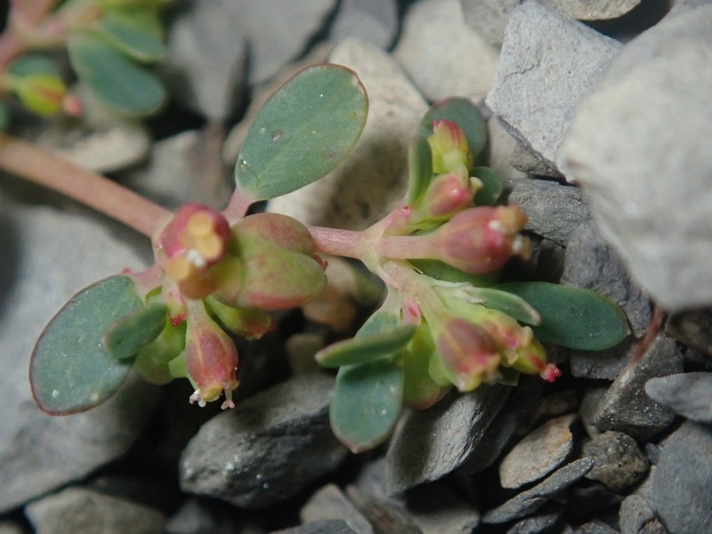 Euphorbia cryptorubra photo 6