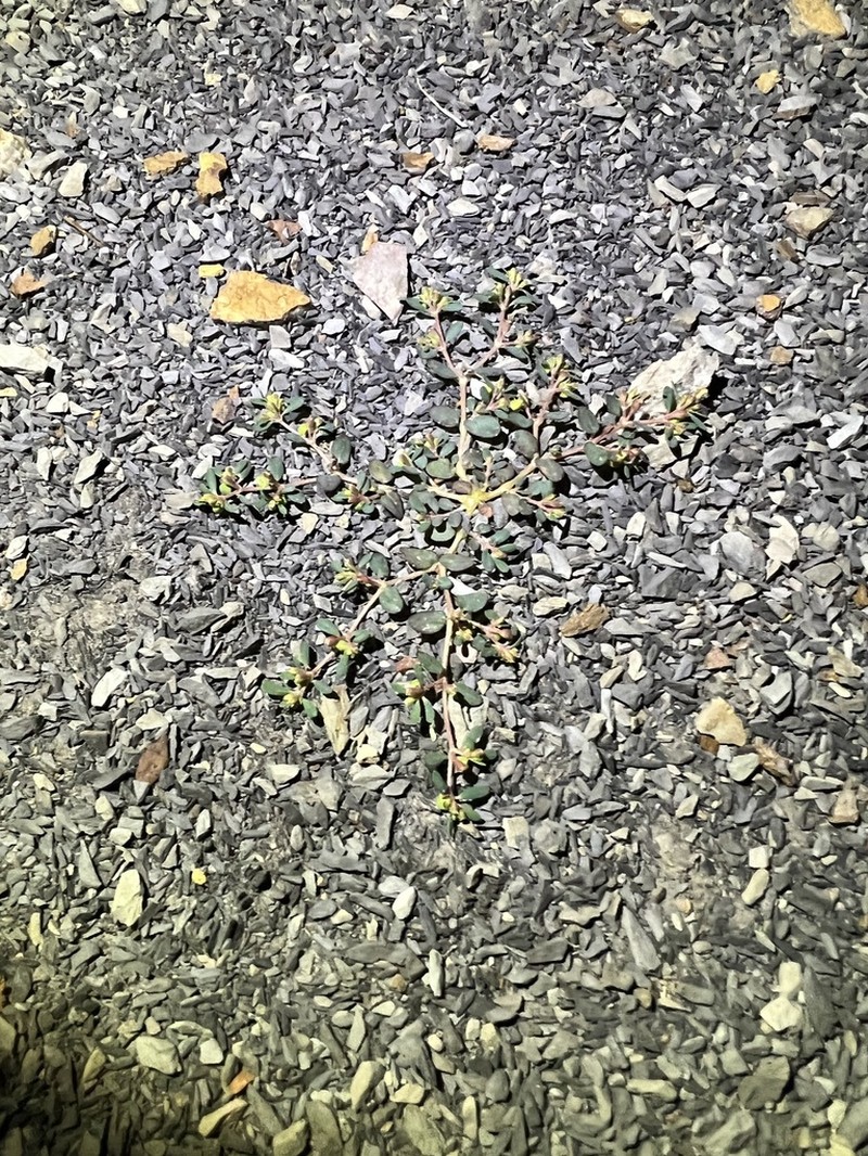 Euphorbia cryptorubra photo 7
