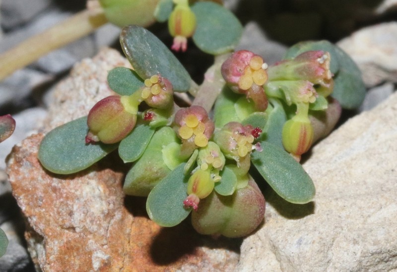 Euphorbia cryptorubra photo 8