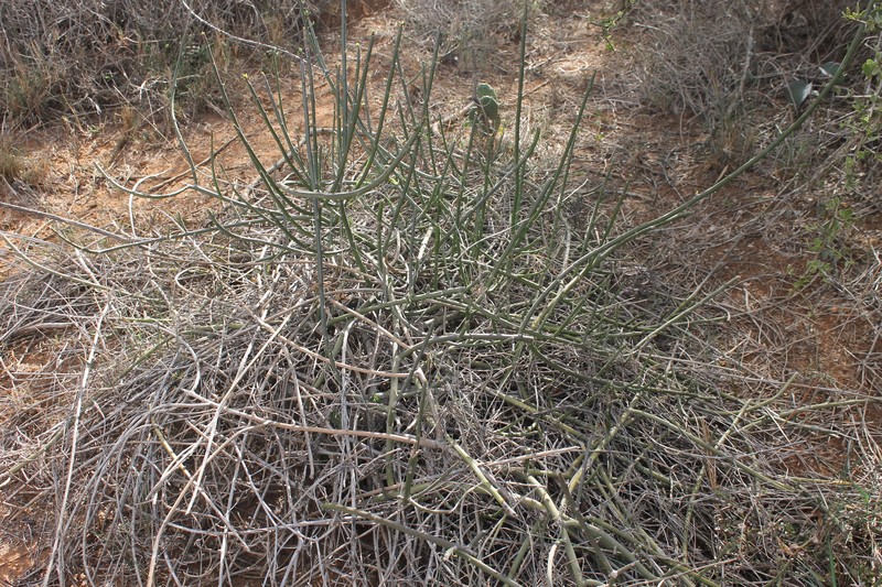 Euphorbia cryptospinosa photo 2