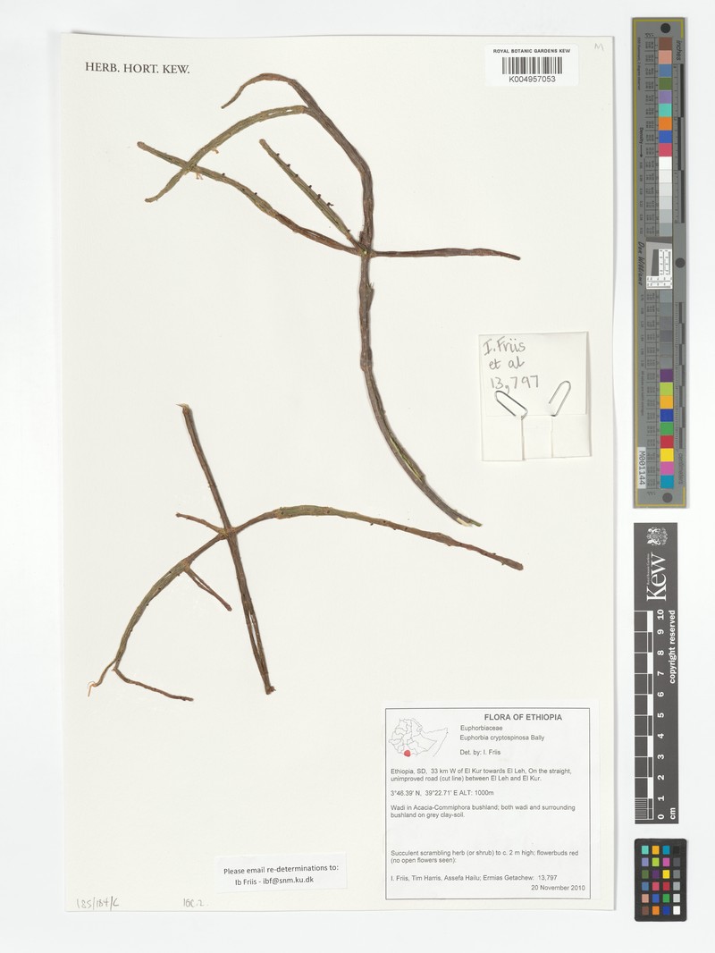 Euphorbia cryptospinosa photo 4