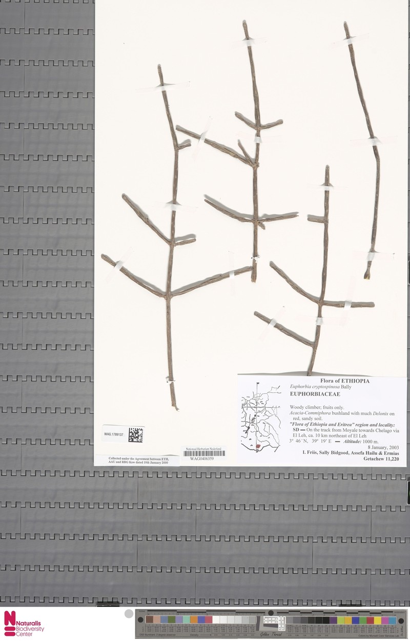 Euphorbia cryptospinosa photo 5
