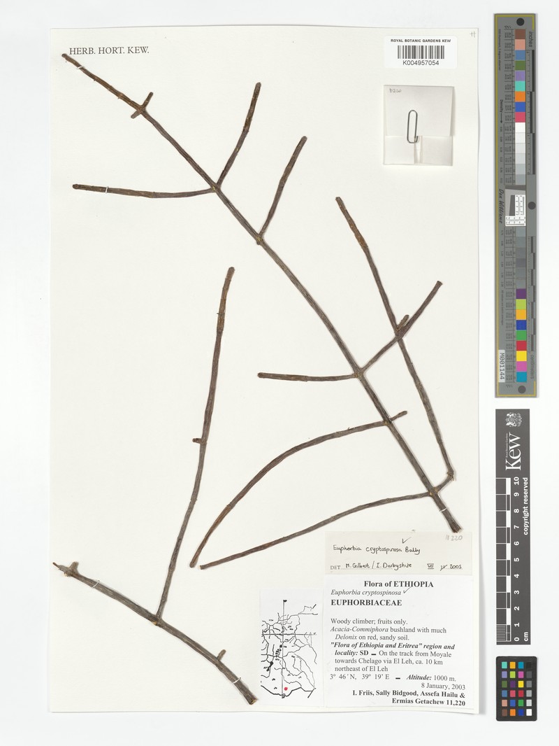 Euphorbia cryptospinosa photo 6