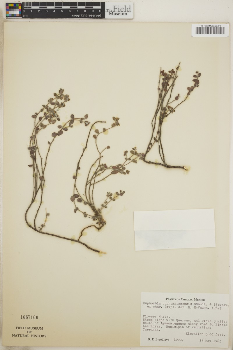 Euphorbia cuchumatanensis