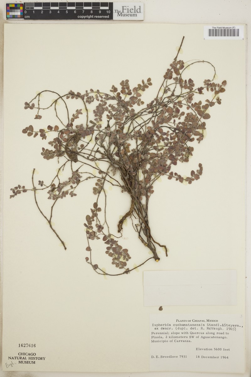Euphorbia cuchumatanensis photo 2