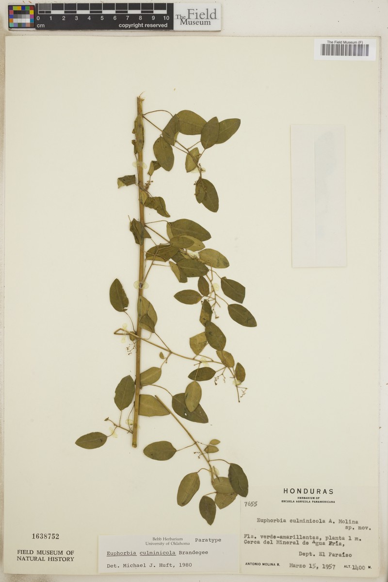 Euphorbia culminicola