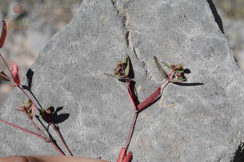 Euphorbia cumbrae