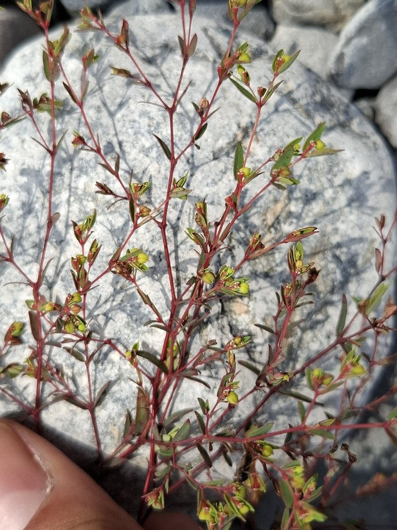 Euphorbia cumbrae photo 3