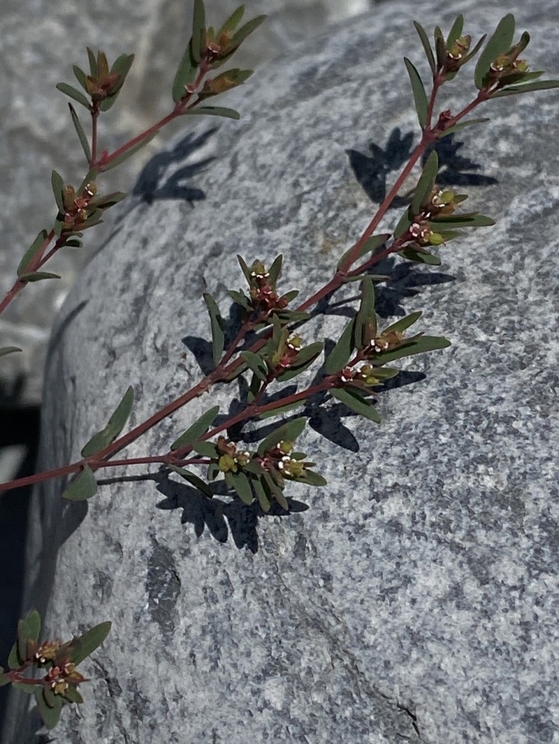 Euphorbia cumbrae photo 4