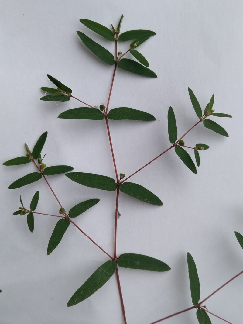 Euphorbia cumbrae photo 5