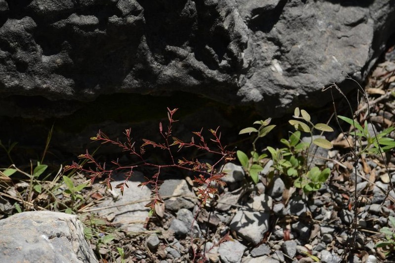Euphorbia cumbrae photo 6