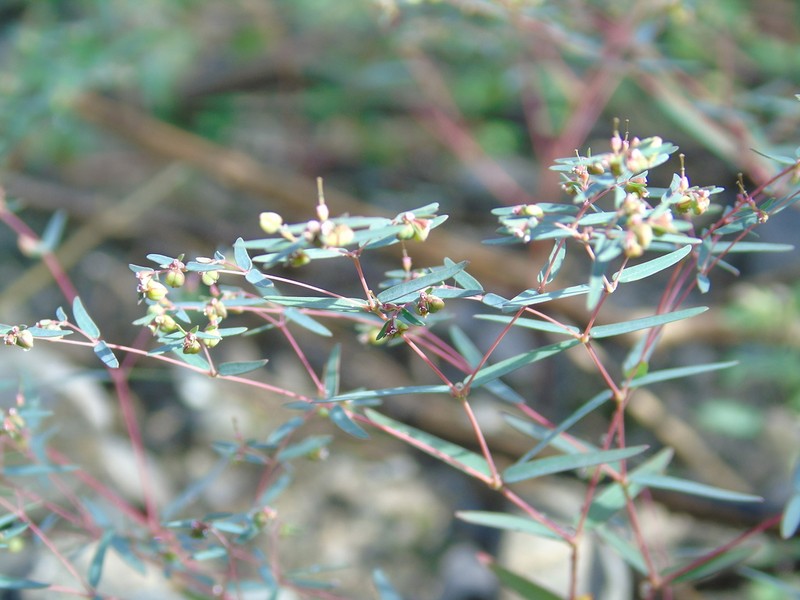 Euphorbia cumbrae photo 7