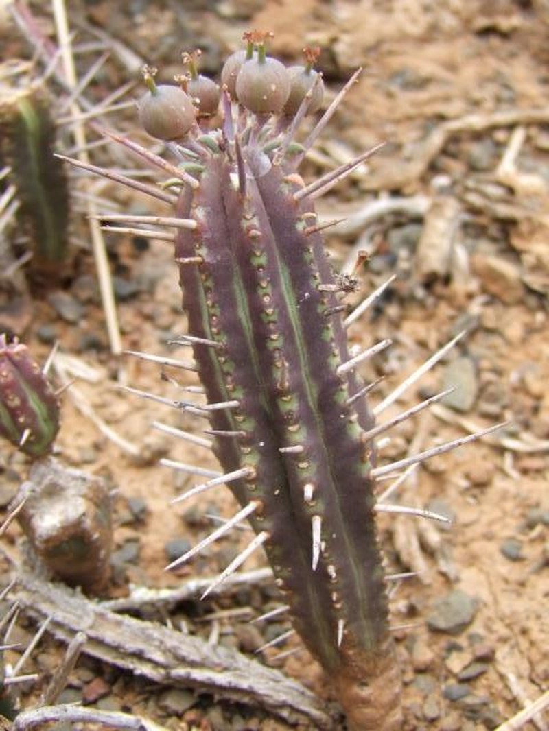 Euphorbia cumulata photo 2