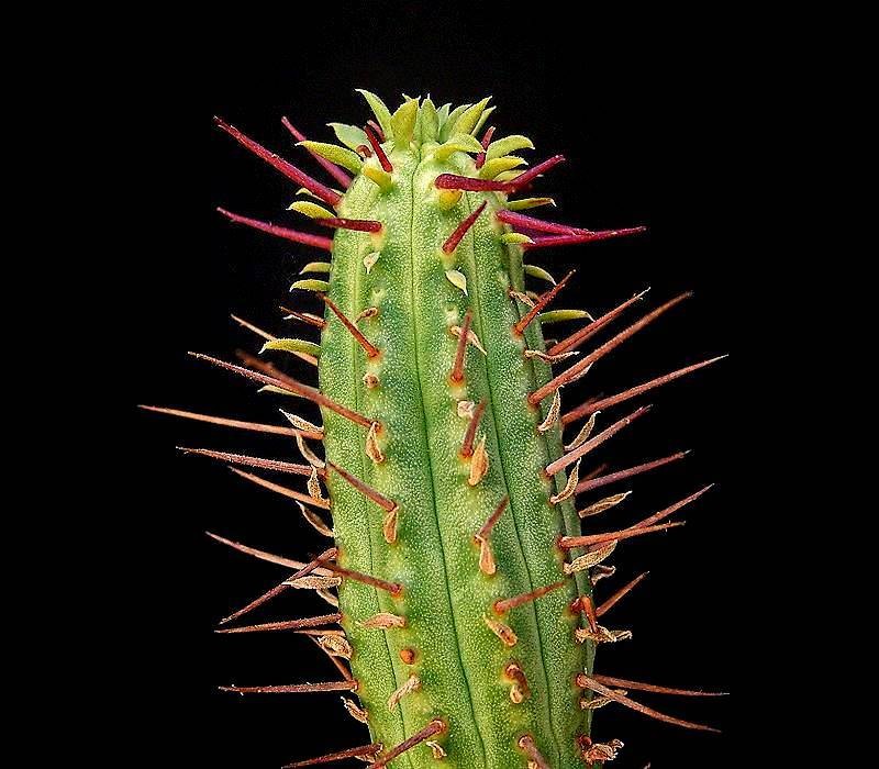 Euphorbia cumulata