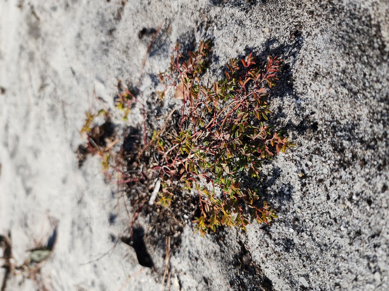 Coastal Dune Sandmat
