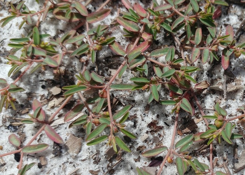 Coastal Dune Sandmat photo 8