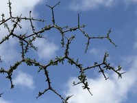 Euphorbia cuneata