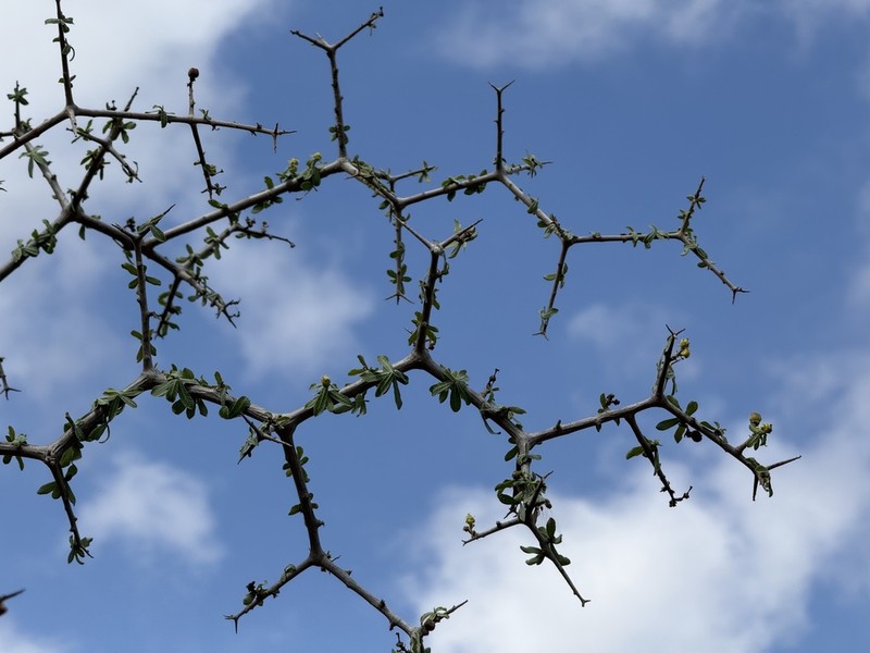 Euphorbia cuneata