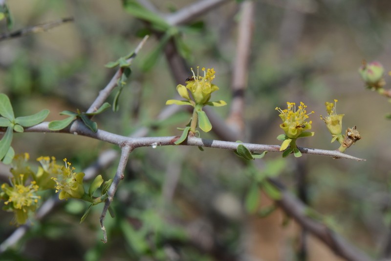 Euphorbia cuneata photo 2