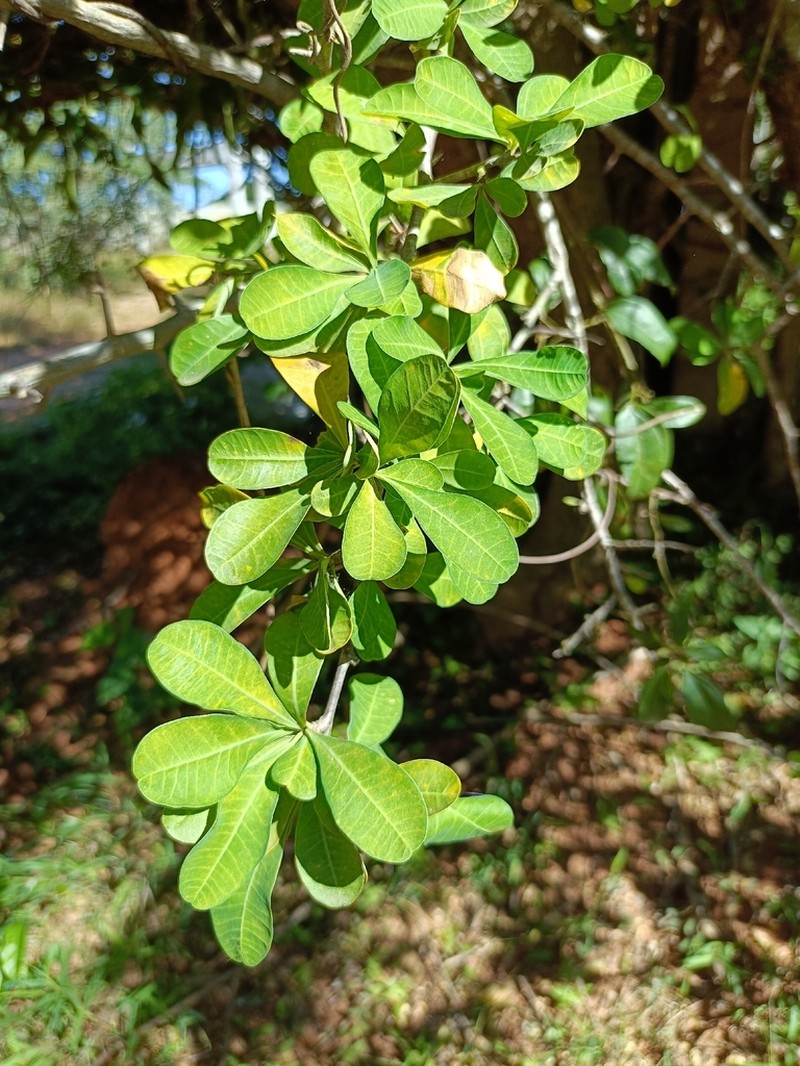 Euphorbia cuneata photo 3