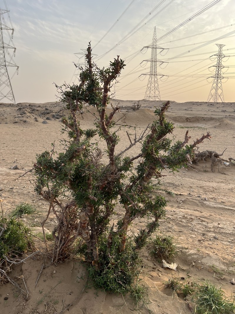 Euphorbia cuneata photo 4
