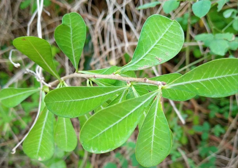 Euphorbia cuneata photo 5