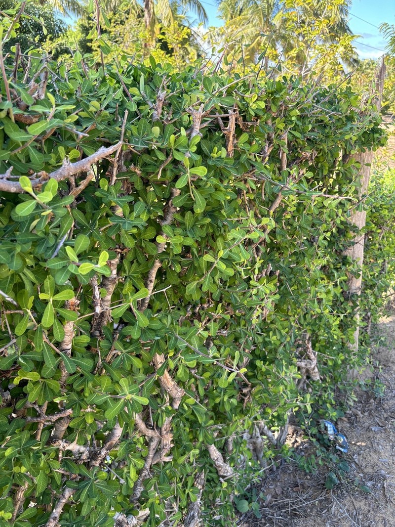 Euphorbia cuneata photo 6