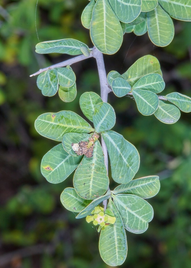 Euphorbia cuneata photo 7