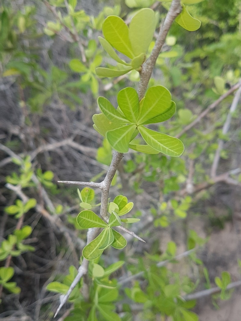 Euphorbia cuneata photo 8