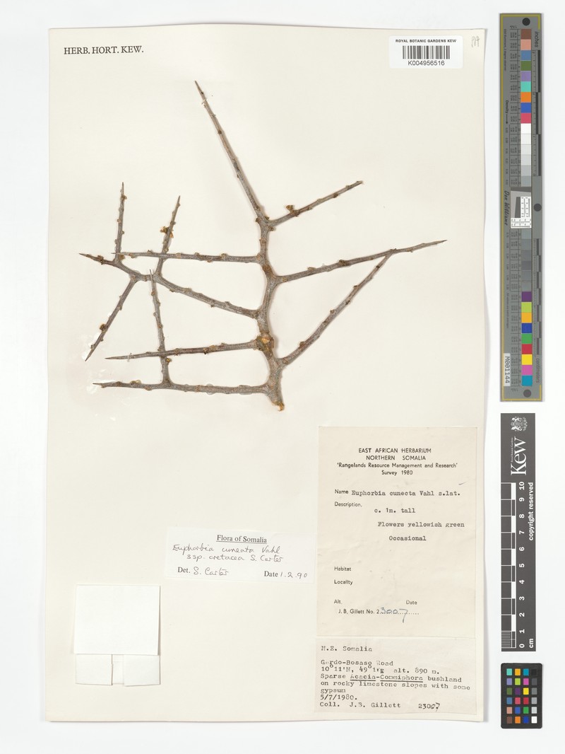 Euphorbia cuneata subsp. cretacea