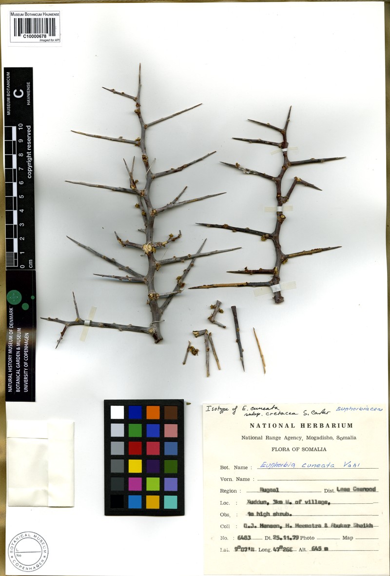 Euphorbia cuneata subsp. cretacea photo 2