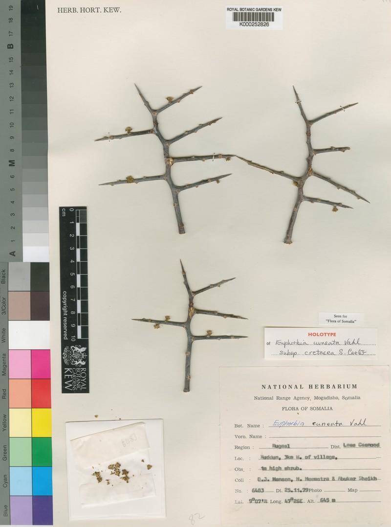 Euphorbia cuneata subsp. cretacea photo 3
