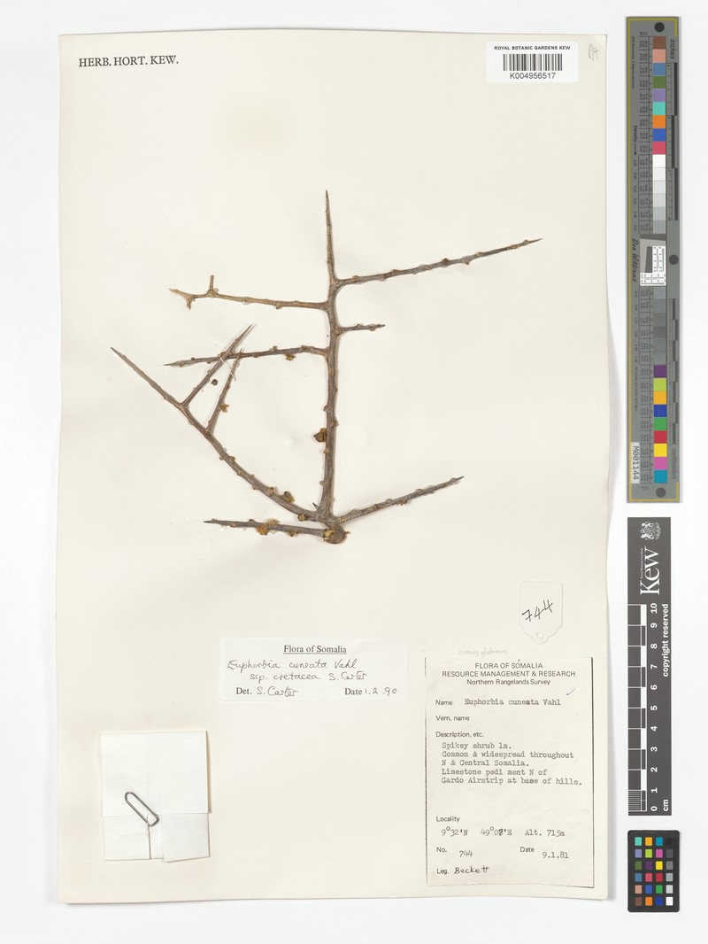 Euphorbia cuneata subsp. cretacea photo 4