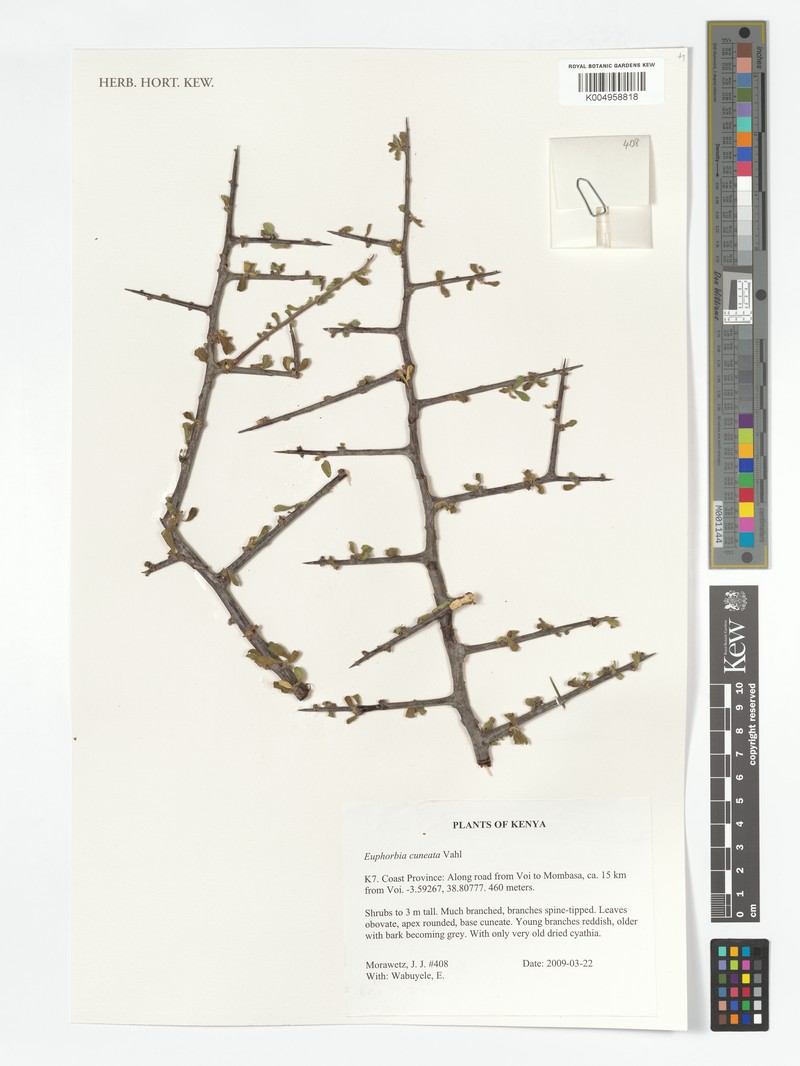 Euphorbia cuneata subsp. cuneata photo 2