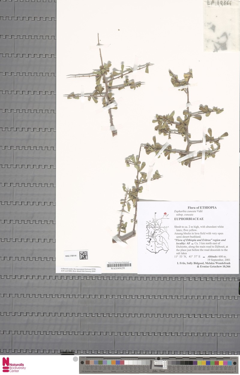 Euphorbia cuneata subsp. cuneata photo 3