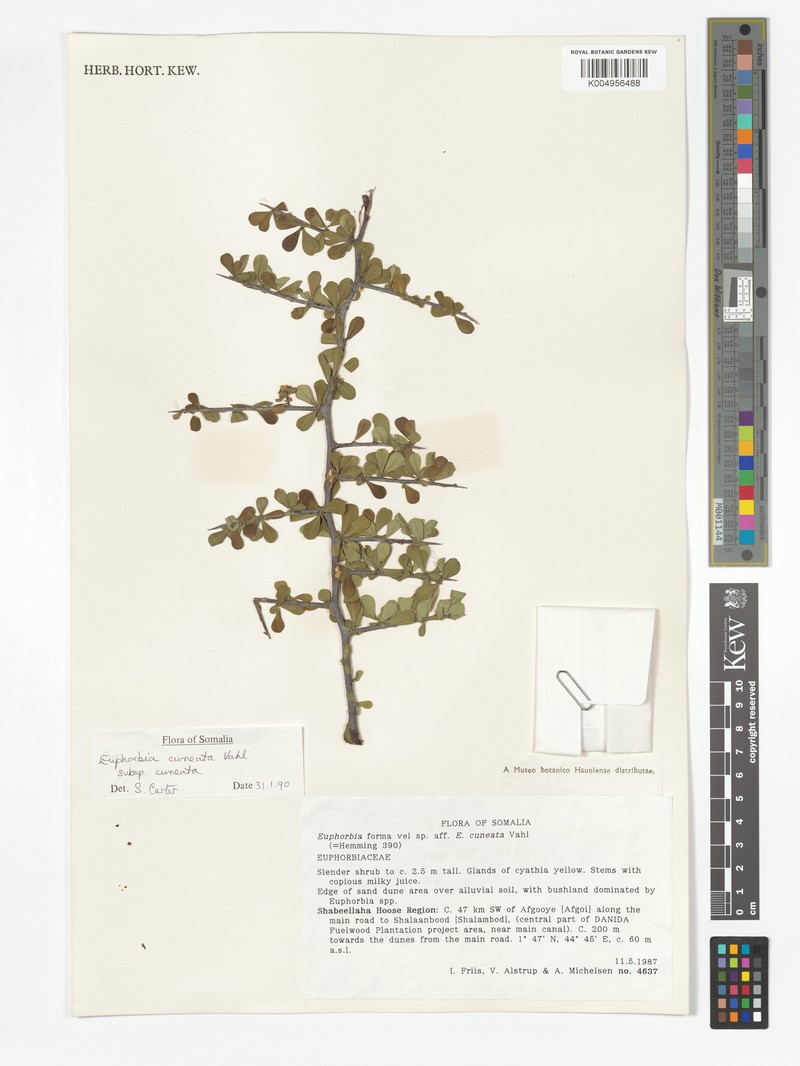 Euphorbia cuneata subsp. cuneata photo 5