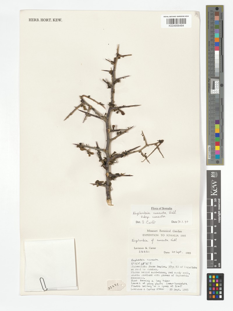 Euphorbia cuneata subsp. cuneata photo 8