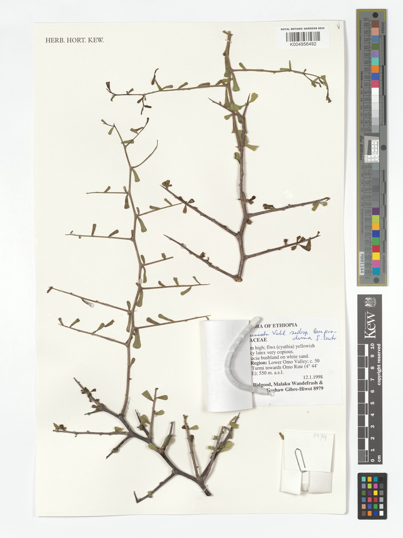 Euphorbia cuneata subsp. lamproderma photo 2