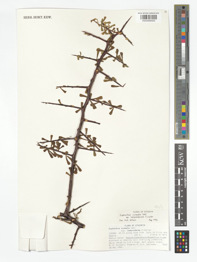 Euphorbia cuneata subsp. lamproderma photo 3