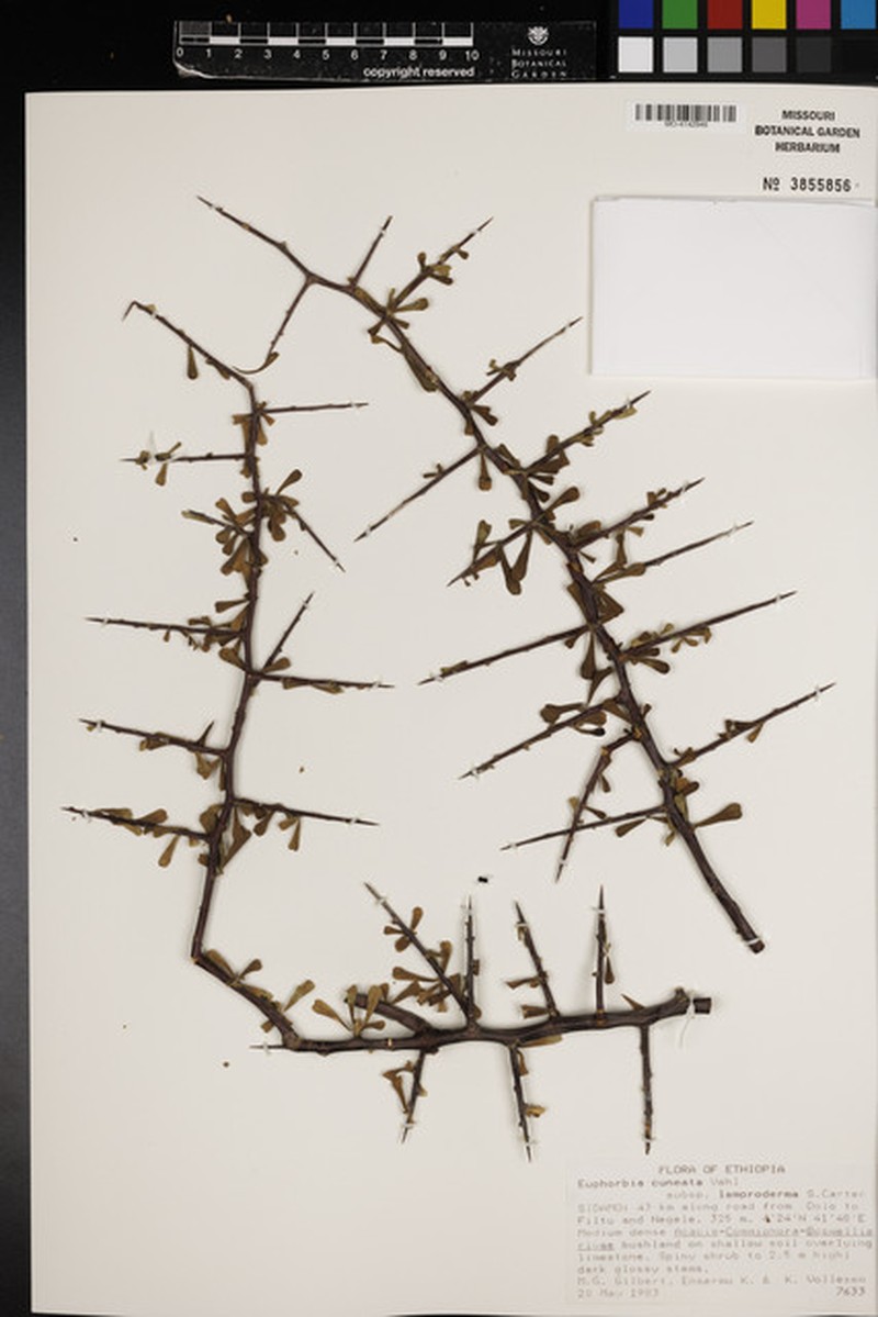 Euphorbia cuneata subsp. lamproderma photo 4