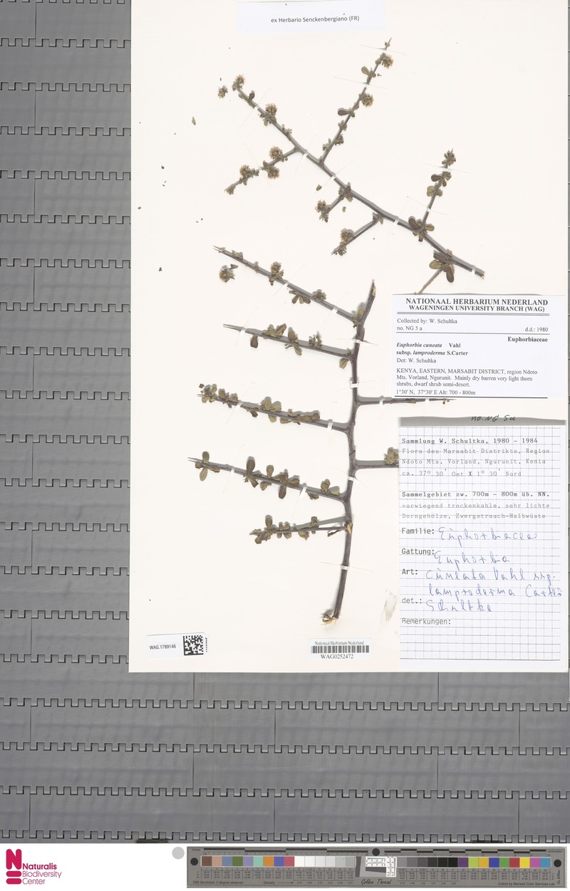 Euphorbia cuneata subsp. lamproderma photo 5