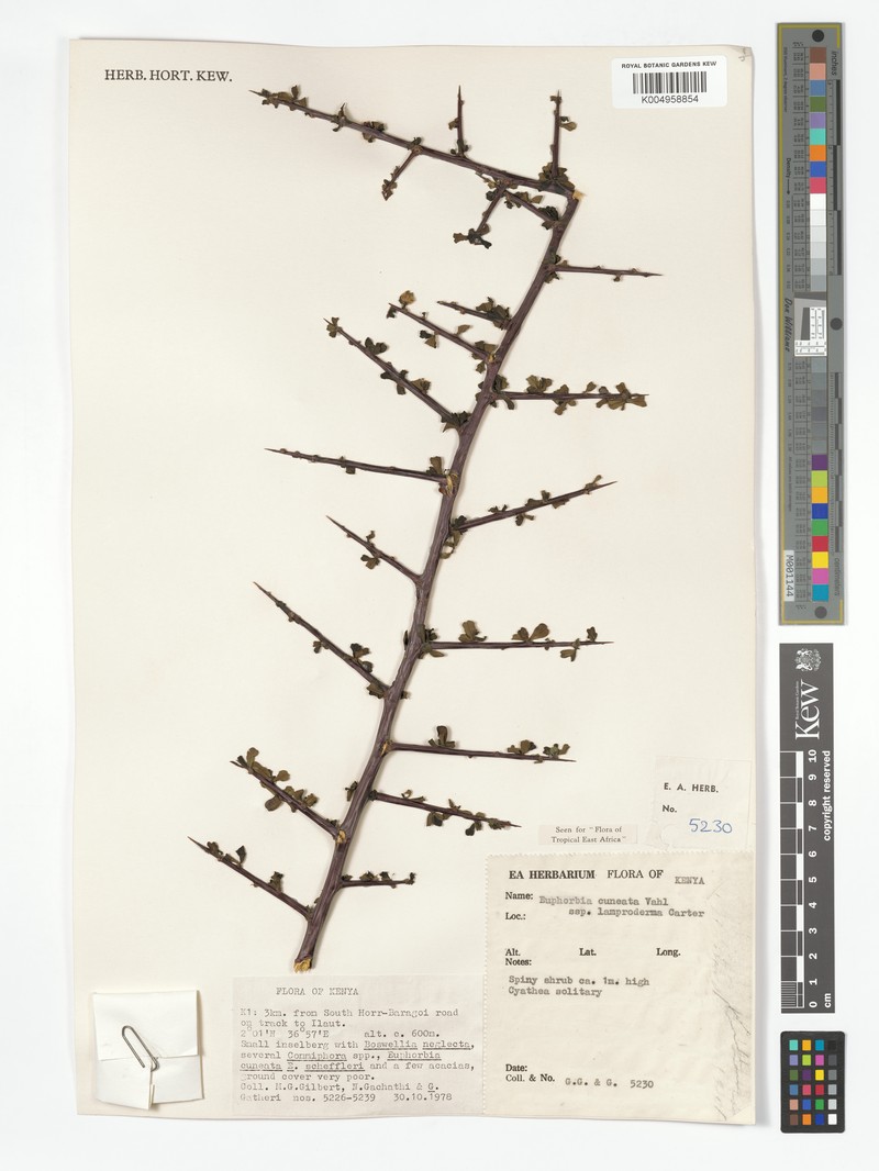 Euphorbia cuneata subsp. lamproderma photo 6