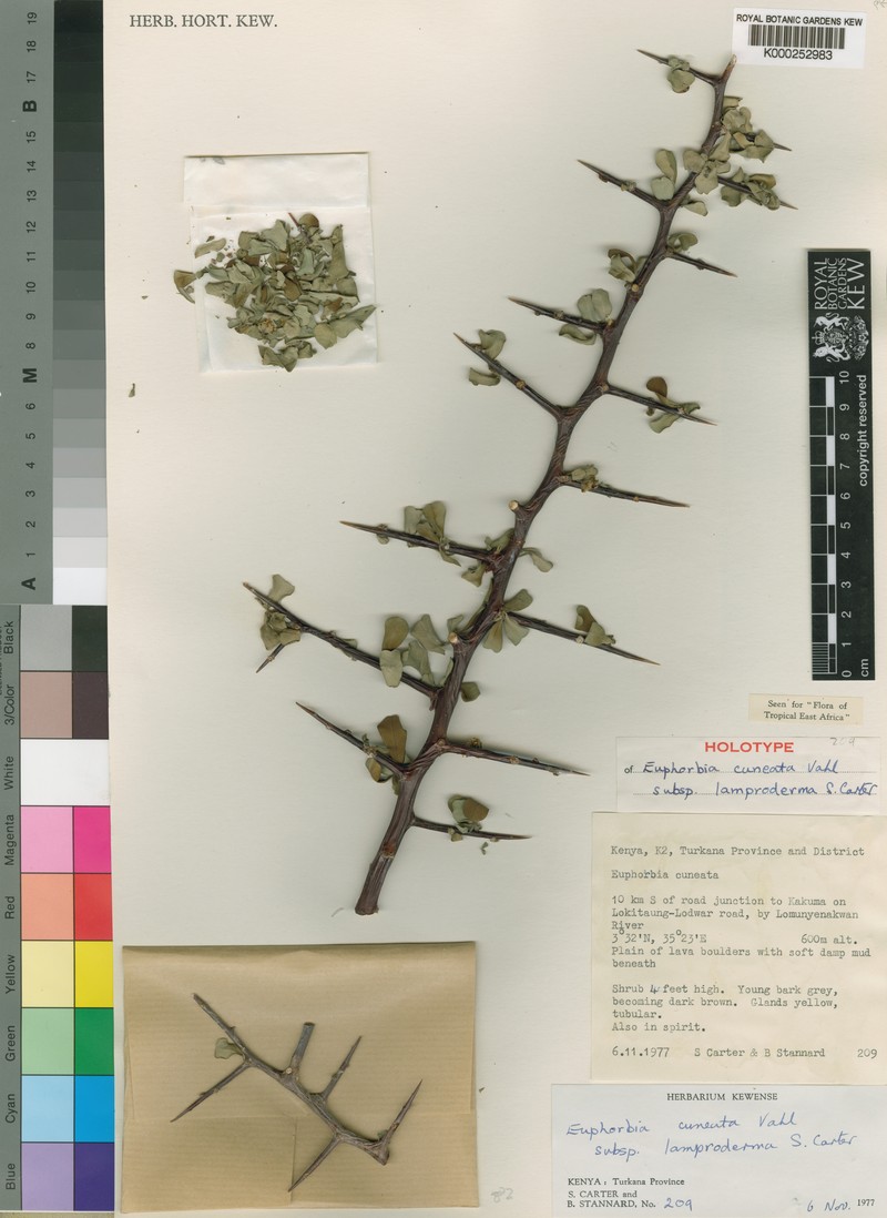 Euphorbia cuneata subsp. lamproderma photo 7