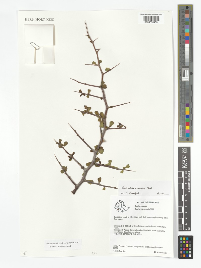 Euphorbia cuneata subsp. spinescens