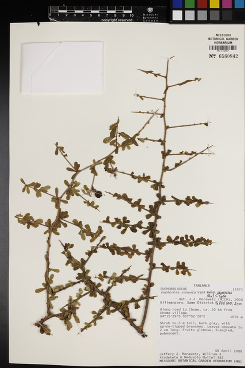 Euphorbia cuneata subsp. spinescens photo 2
