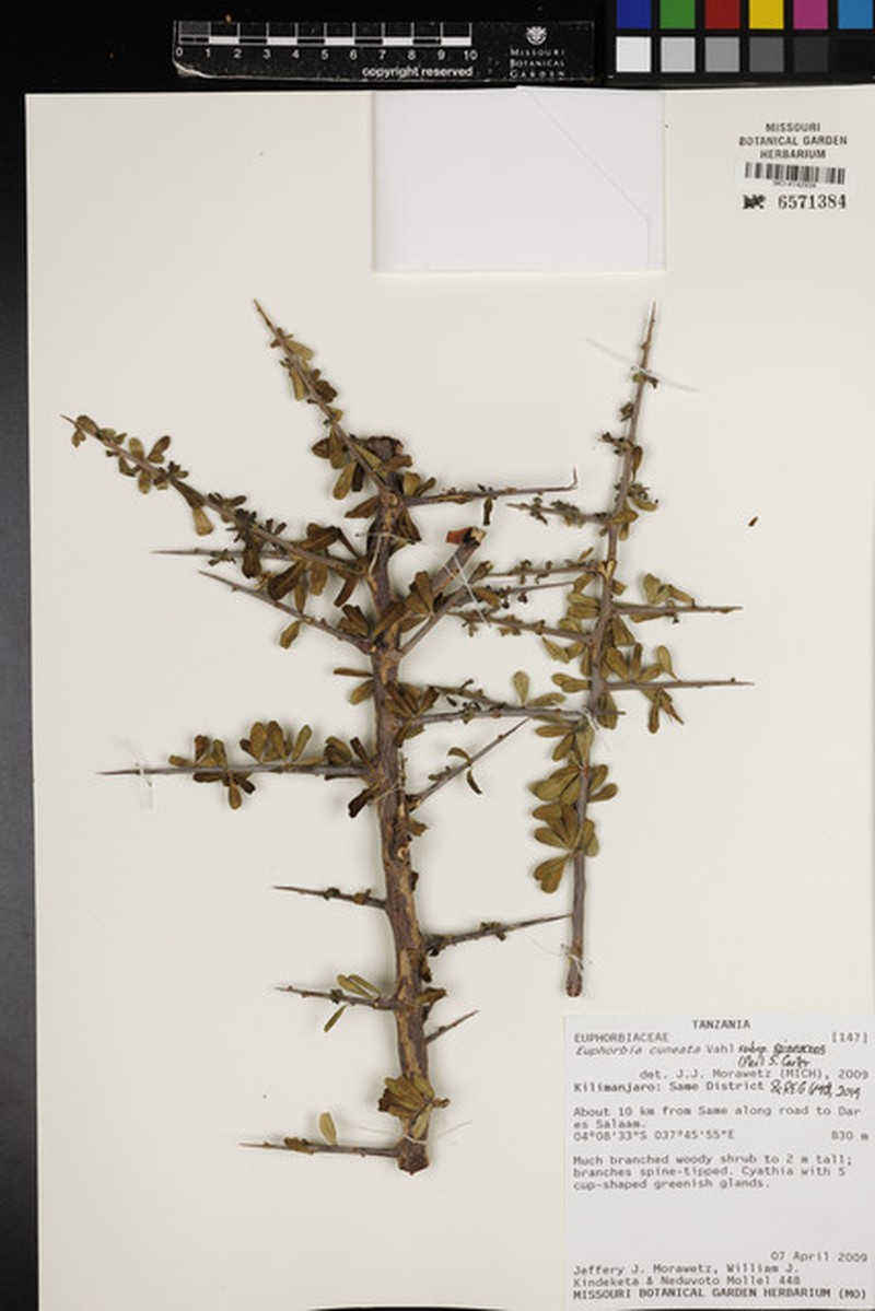 Euphorbia cuneata subsp. spinescens photo 3