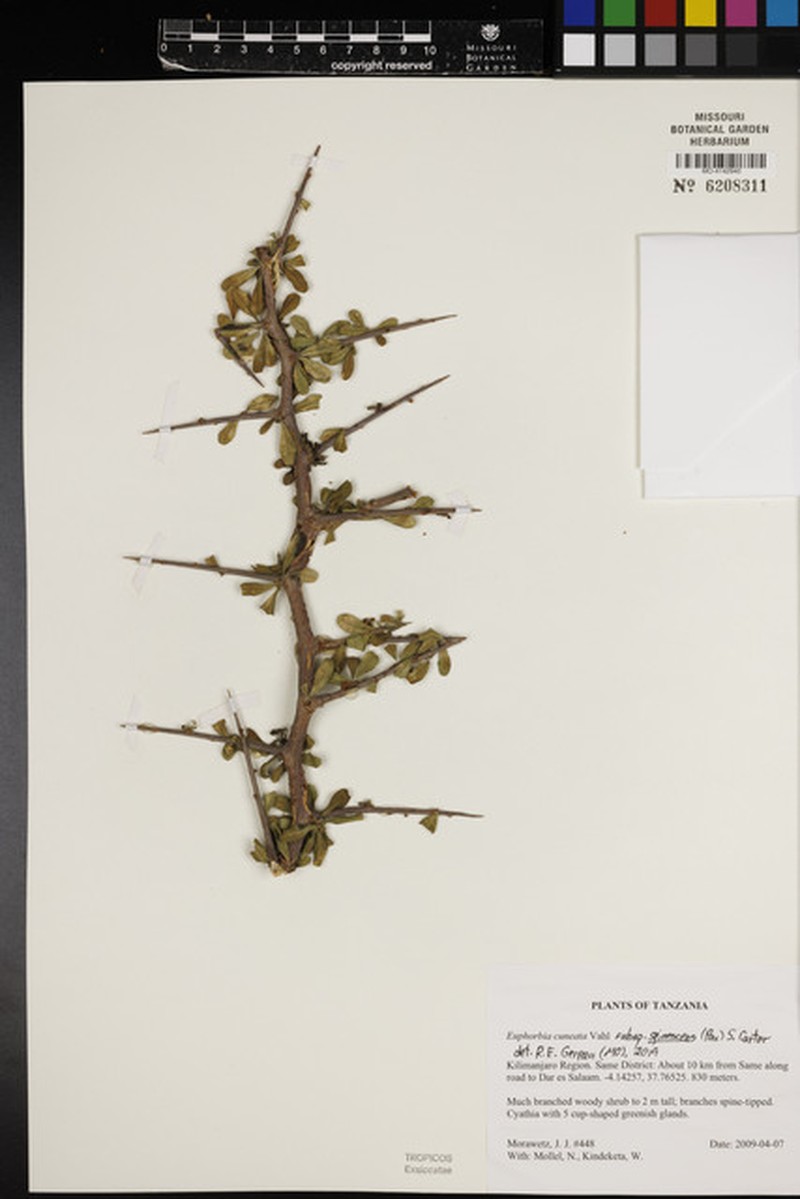 Euphorbia cuneata subsp. spinescens photo 4