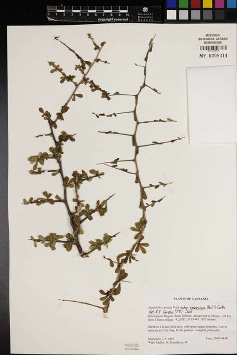 Euphorbia cuneata subsp. spinescens photo 5